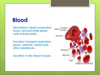 Blood
Description: Liquid connective
tissue, red and white blood
cells in fluid matrix.
Function: Transport respiratory
gases, nutrients, wastes and
other substances.
Location: In the blood vessels.
 