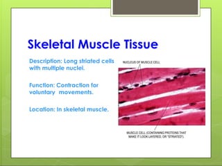 Skeletal Muscle Tissue
Description: Long striated cells
with multiple nuclei.
Function: Contraction for
voluntary movements.
Location: In skeletal muscle.
 