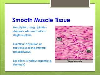 Smooth Muscle Tissue
Description: Long, spindle-
shaped cells, each with a
single nucleus.
Function: Propulsion of
substances along internal
passageways.
Location: In hollow organs(e.g.
stomach)
 