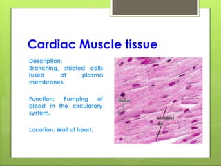 Cardiac Muscle tissue
Description:
Branching, striated cells
fused at plasma
membranes.
Pumping of
the circulatory
Function:
blood in
system.
Location: Wall of heart.
 