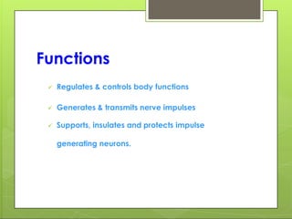 Functions
 Regulates & controls body functions
 Generates & transmits nerve impulses
 Supports, insulates and protects impulse
generating neurons.
 