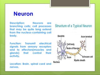 Neuron
Description: Neurons are
branching cells; cell processes
that may be quite long extend
from the nucleus-containing cell
body.
Function: Transmit electrical
signals from sensory receptors
and to effectors(muscles and
glands) that control their
activity.
Location: Brain, spinal cord and
nerves.
 
