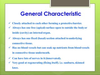 General Characteristic
 Closely attached to each other forming a protectivebarrier.
 Always has one free (apical) surface open to outside the bodyor
inside (cavity) an internal organ.
 Always has one fixed (basal) section attached to underlying
connective tissue.
 Has no blood vessels but can soak up nutrients from bloodvessels
in connective tissue underneath.
 Can have lots of nerves in it (innervated).
 Very good at regenerating (fixing itself). i.e. sunburn, skinned
knee.
 