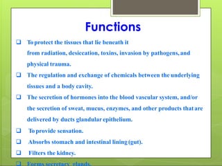 Functions
 To protect the tissues that lie beneath it
from radiation, desiccation, toxins, invasion by pathogens,and
physical trauma.
 The regulation and exchange of chemicals between the underlying
tissues and a body cavity.
 The secretion of hormones into the blood vascular system, and/or
the secretion of sweat, mucus, enzymes, and other products thatare
delivered by ducts glandularepithelium.
 To provide sensation.
 Absorbs stomach and intestinal lining(gut).
 Filters the kidney.
 