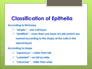 Classification of Epithelia
According to thickness
 “simple” - one cell layer
 “stratified” – more than one layer of cells (which are
named according to the shape of the cells in the
apical layer)
According to shape
 “squamous” – wider than tall
 “cuboidal” – as tall as wide
 “columnar” - taller than wide
 