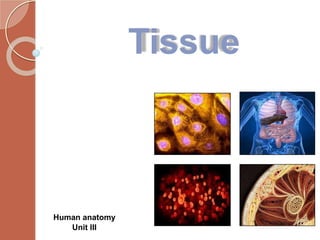 Tissue
Human anatomy
Unit III
 
