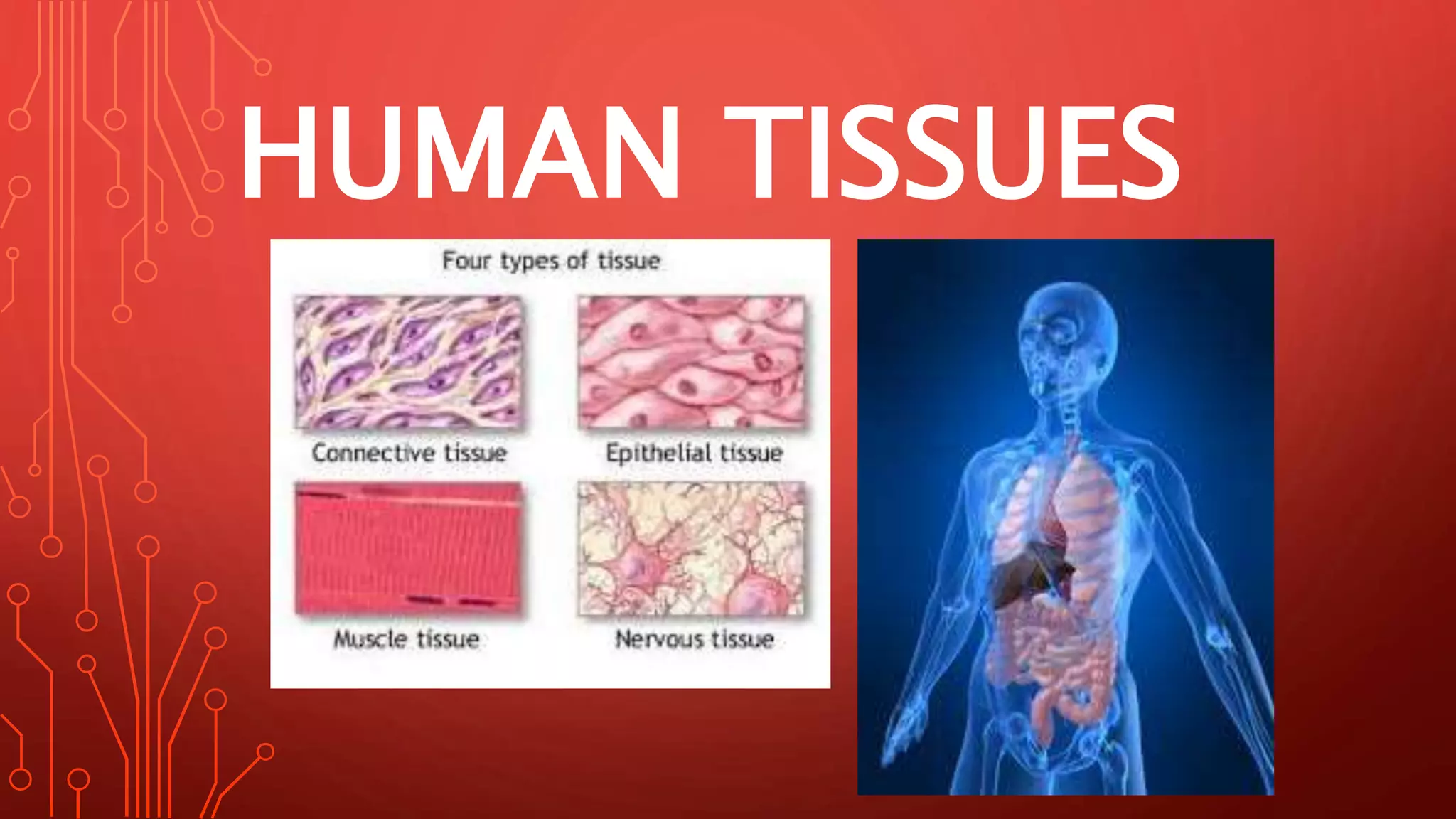 HUMAN TISSUES