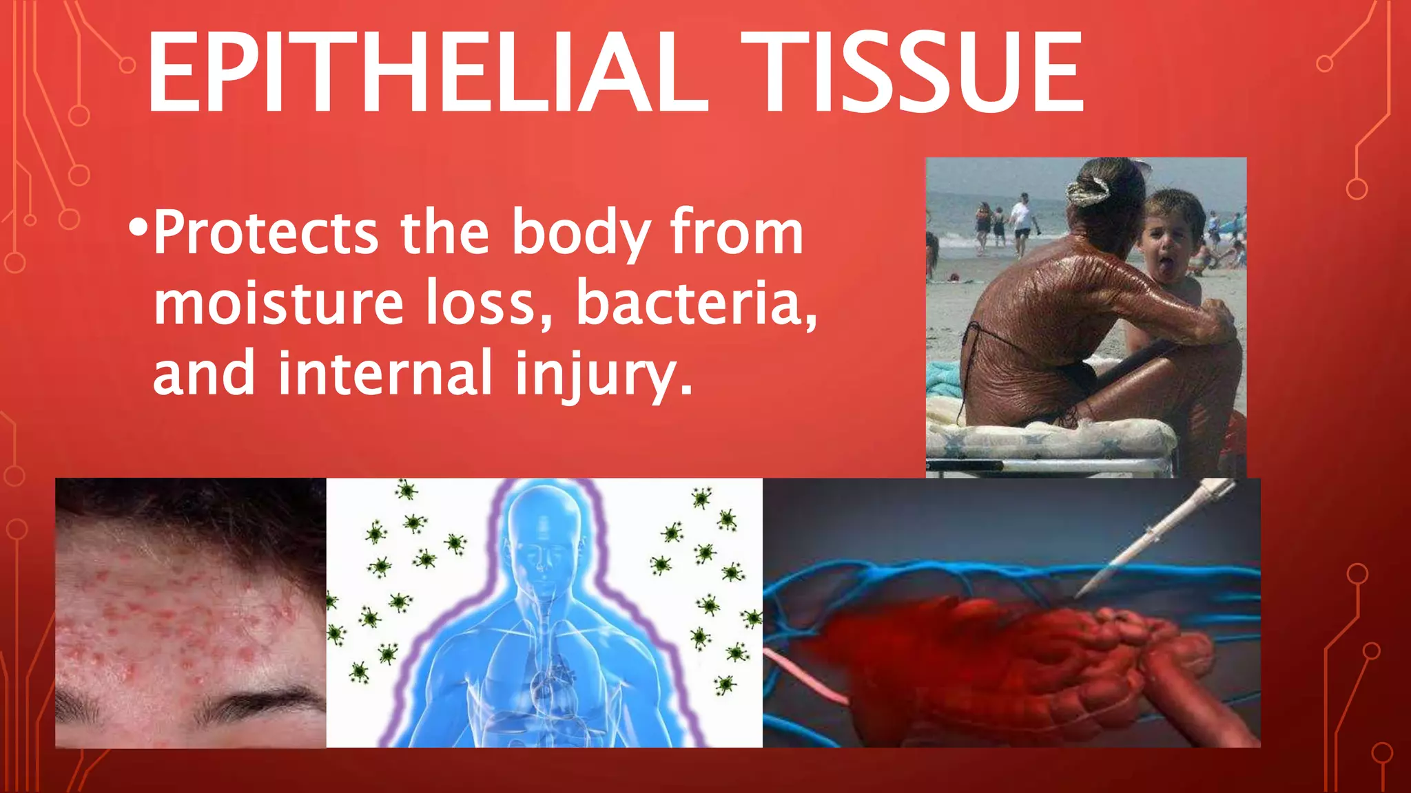 EPITHELIAL TISSUE
•Protects the body from
moisture loss, bacteria,
and internal injury.
