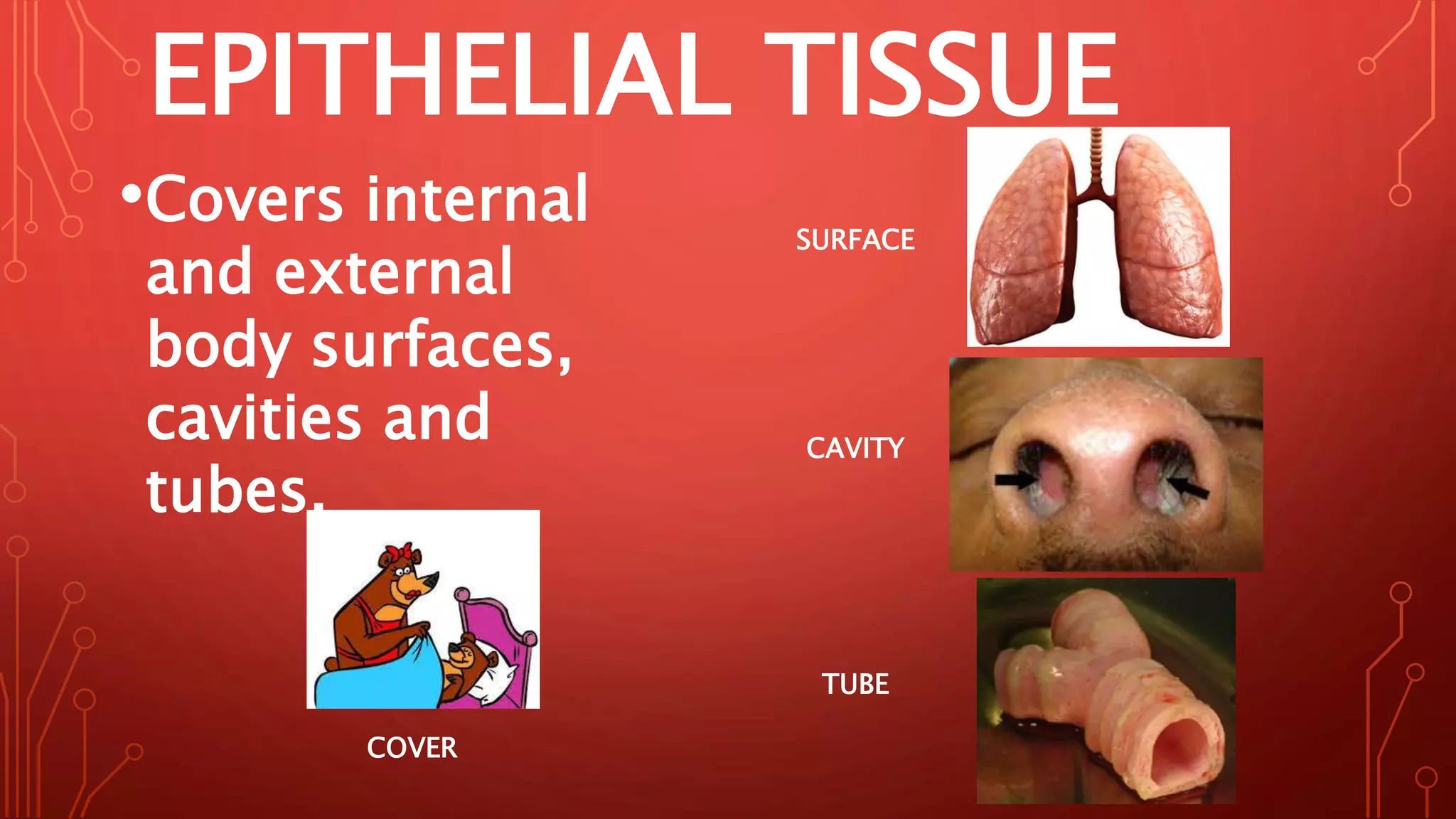 EPITHELIAL TISSUE
•Covers internal
and external
body surfaces,
cavities and
tubes.
COVER
CAVITY
SURFACE
TUBE