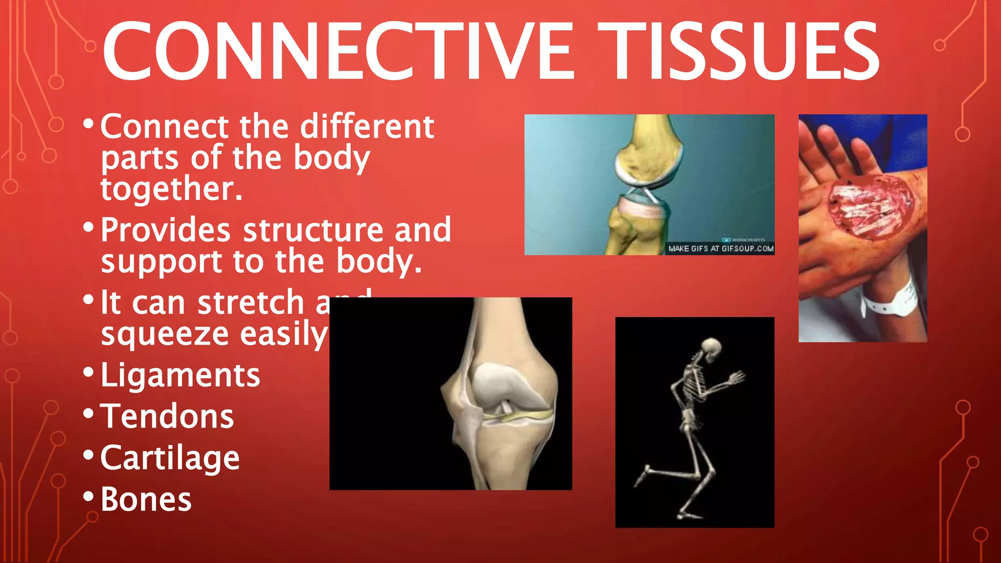 CONNECTIVE TISSUES
•Connect the different
parts of the body
together.
•Provides structure and
support to the body.
•It can stretch and
squeeze easily.
•Ligaments
•Tendons
•Cartilage
•Bones