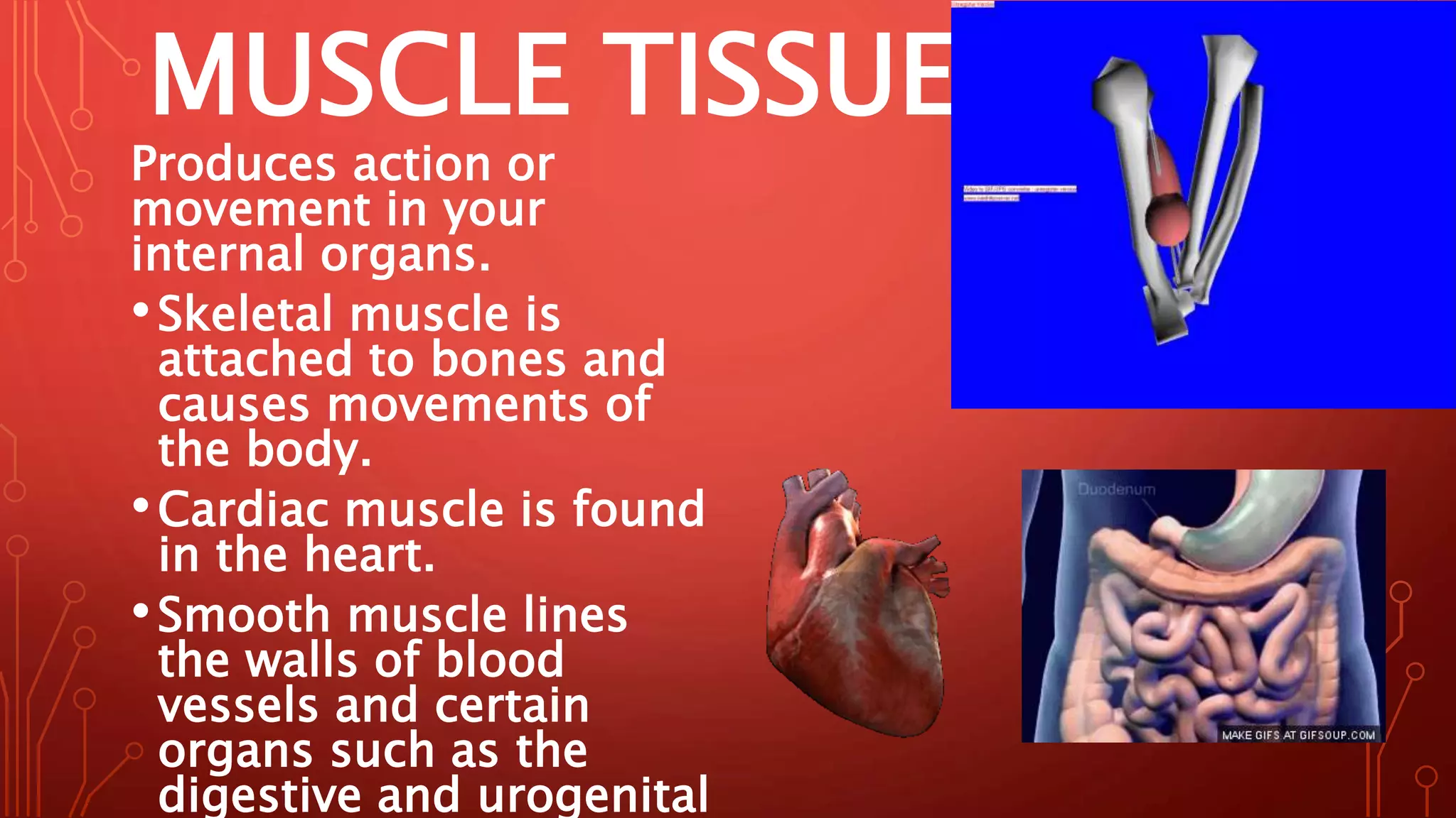 MUSCLE TISSUE
Produces action or
movement in your
internal organs.
•Skeletal muscle is
attached to bones and
causes movements of
the body.
•Cardiac muscle is found
in the heart.
•Smooth muscle lines
the walls of blood
vessels and certain
organs such as the
digestive and urogenital