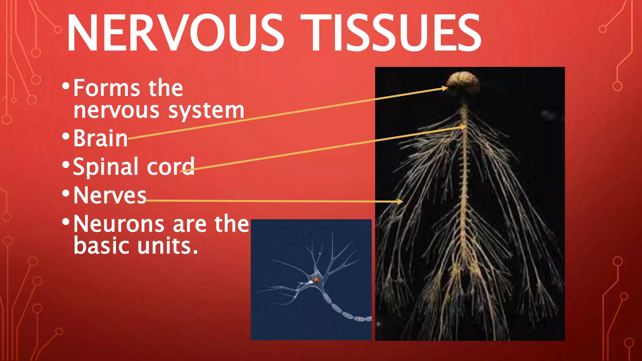 NERVOUS TISSUES
•Forms the
nervous system
•Brain
•Spinal cord
•Nerves
•Neurons are the
basic units.