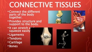 CONNECTIVE TISSUES
•Connect the different
parts of the body
together.
•Provides structure and
support to the body.
•It can stretch and
squeeze easily.
•Ligaments
•Tendons
•Cartilage
•Bones
 
