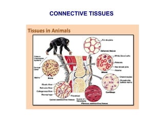 CONNECTIVE TISSUES
 