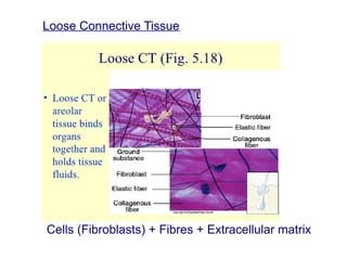 Cells (Fibroblasts) + Fibres + Extracellular matrix
Loose Connective Tissue
 