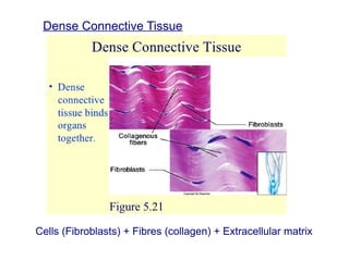 Cells (Fibroblasts) + Fibres (collagen) + Extracellular matrix
Dense Connective Tissue
 