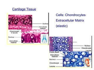 Cartilage Tissue
Cells: Chondrocytes
Extracellular Matrix
(elastic)
 
