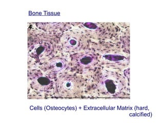 Bone Tissue
Cells (Osteocytes) + Extracellular Matrix (hard,
calcified)
 