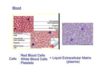 Blood
Cells
Red Blood Cells
White Blood Cells
Platelets
+ Liquid Extracellular Matrix
(plasma)
 