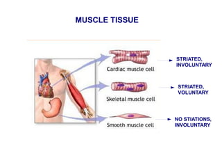 MUSCLE TISSUE
STRIATED,
INVOLUNTARY
STRIATED,
VOLUNTARY
NO STIATIONS,
INVOLUNTARY
 