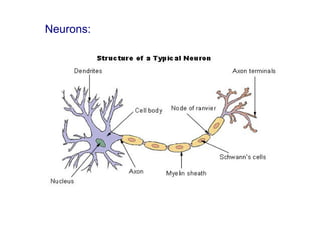 Neurons:
 