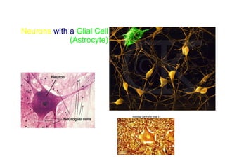 Neurons with a Glial Cell
(Astrocyte)
 