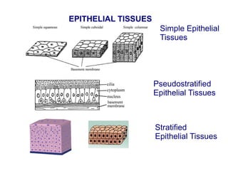 Simple Epithelial
Tissues
Pseudostratified
Epithelial Tissues
Stratified
Epithelial Tissues
EPITHELIAL TISSUES
 