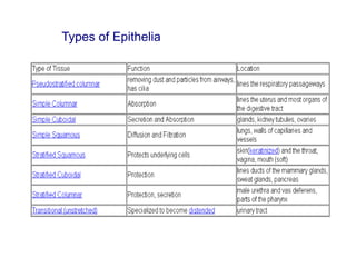 Types of Epithelia
 