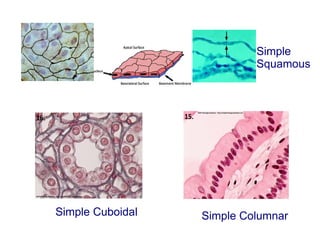 Simple ColumnarSimple Cuboidal
Simple
Squamous
 