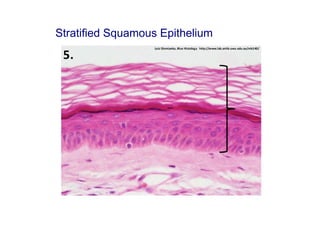 Stratified Squamous Epithelium
 