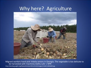 Why here?  Agriculture <ul><li>Migrant workers hand pick Vidalia onions in Georgia. The vegetable is too delicate to be ha...