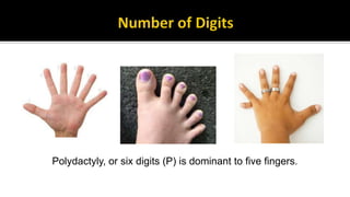 Human traits inventory | PPTX