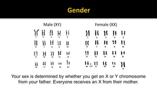 Human traits inventory | PPTX