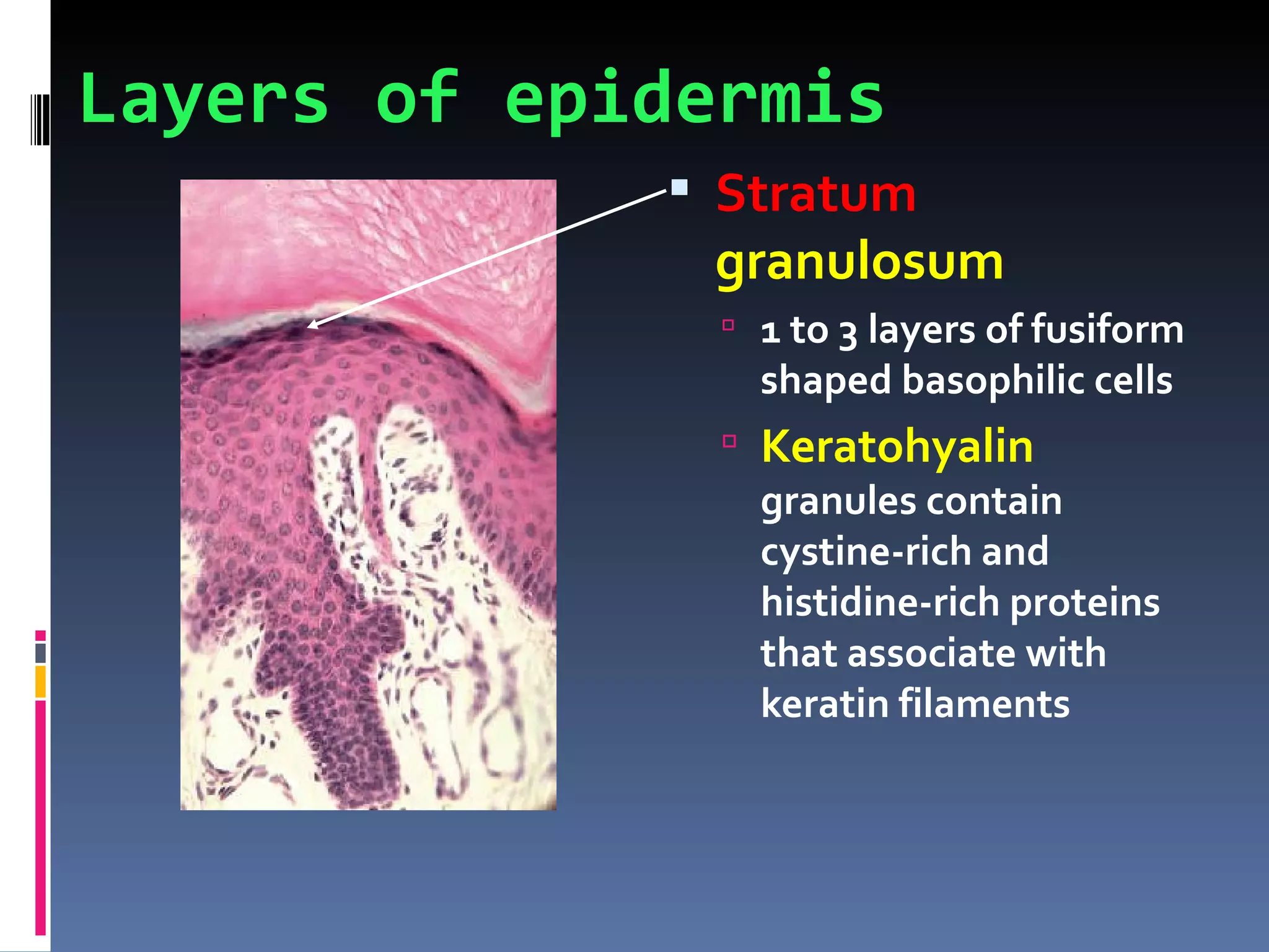 Layers of epidermis
              Stratum
              granulosum
                1 to 3 layers of fusiform
                 shaped basophilic cells
                Keratohyalin
                 granules contain
                 cystine-rich and
                 histidine-rich proteins
                 that associate with
                 keratin filaments
 