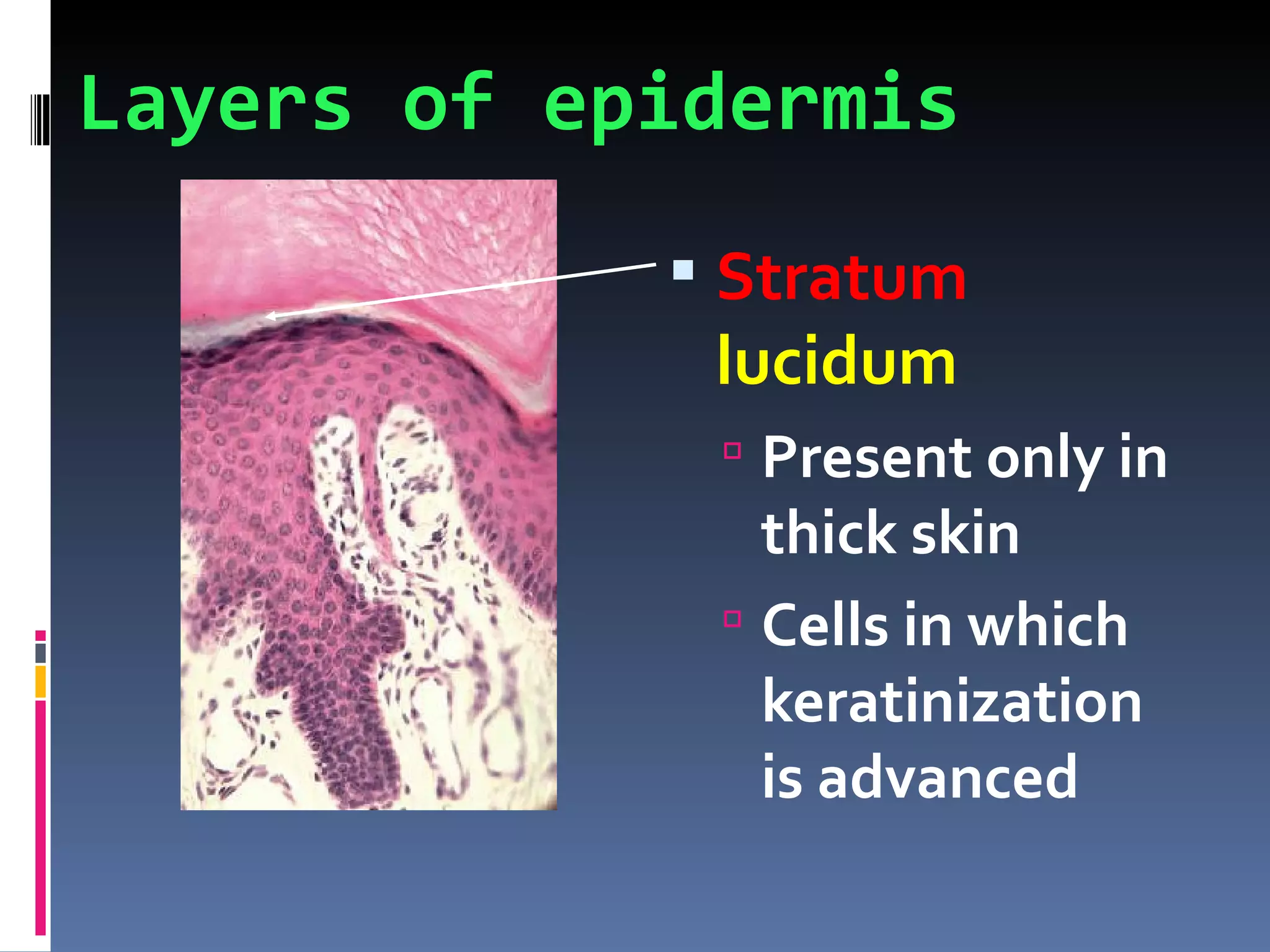 Layers of epidermis
             Stratum
             lucidum
              Present only in
               thick skin
              Cells in which
               keratinization
               is advanced
 