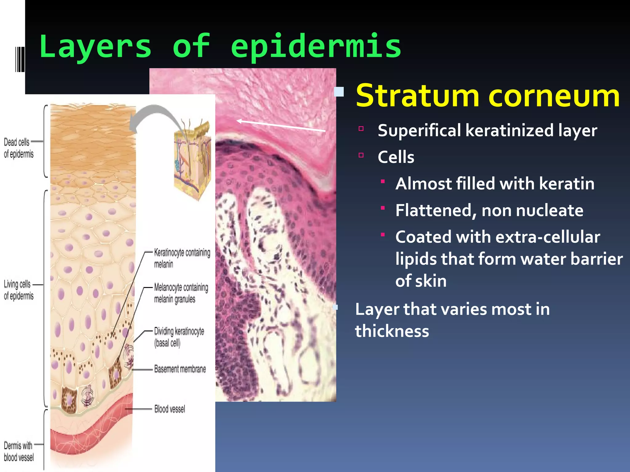 Layers of epidermis
                Stratum corneum
                    Superifical keratinized layer
                    Cells
                      Almost filled with keratin
                      Flattened, non nucleate
                      Coated with extra-cellular
                       lipids that form water barrier
                       of skin
                 Layer that varies most in
                  thickness
 