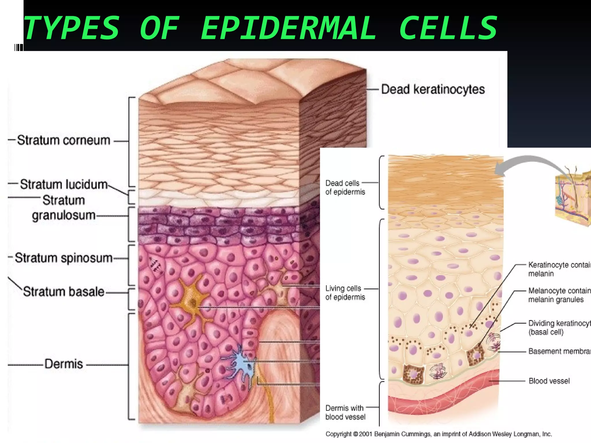 TYPES OF EPIDERMAL CELLS
 