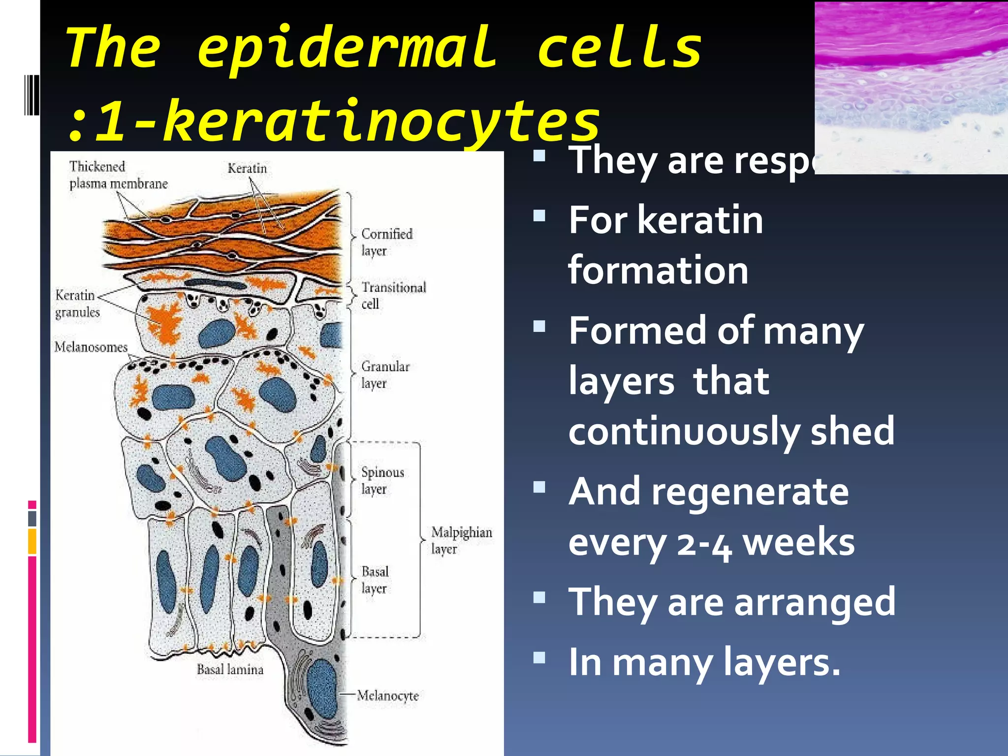 The epidermal cells
:1-keratinocytes
                They are responsible
                For keratin
                 formation
                Formed of many
                 layers that
                 continuously shed
                And regenerate
                 every 2-4 weeks
                They are arranged
                In many layers.
 