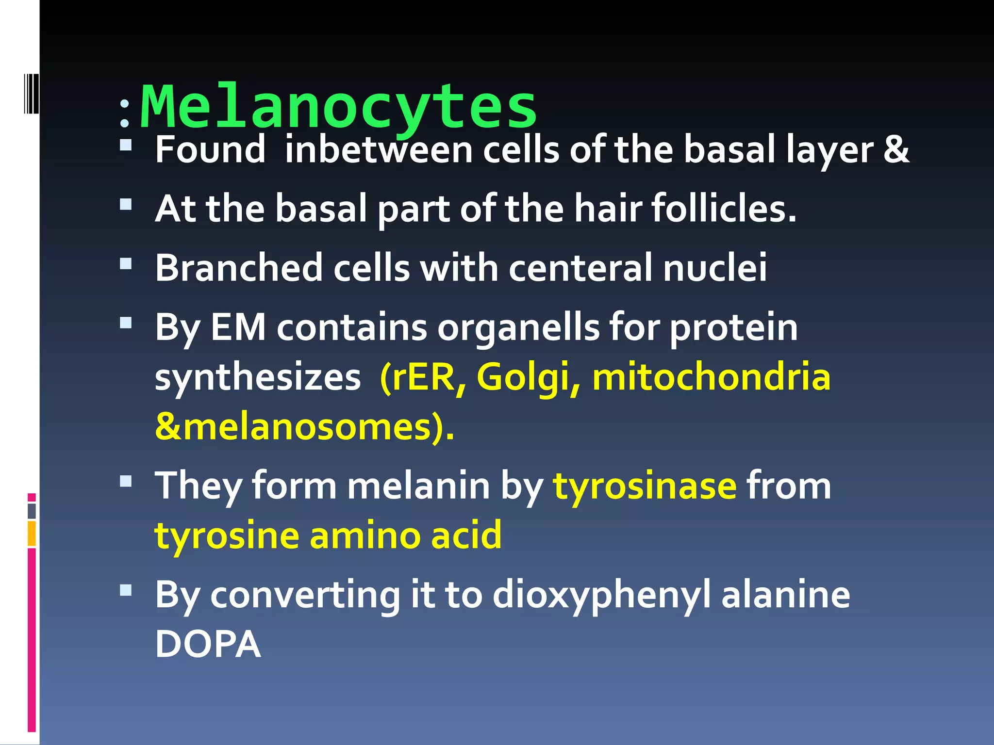 :Melanocytes
 Found inbetween cells of the basal layer &
 At the basal part of the hair follicles.
 Branched cells with centeral nuclei
 By EM contains organells for protein
  synthesizes (rER, Golgi, mitochondria
  &melanosomes).
 They form melanin by tyrosinase from
  tyrosine amino acid
 By converting it to dioxyphenyl alanine
  DOPA
 