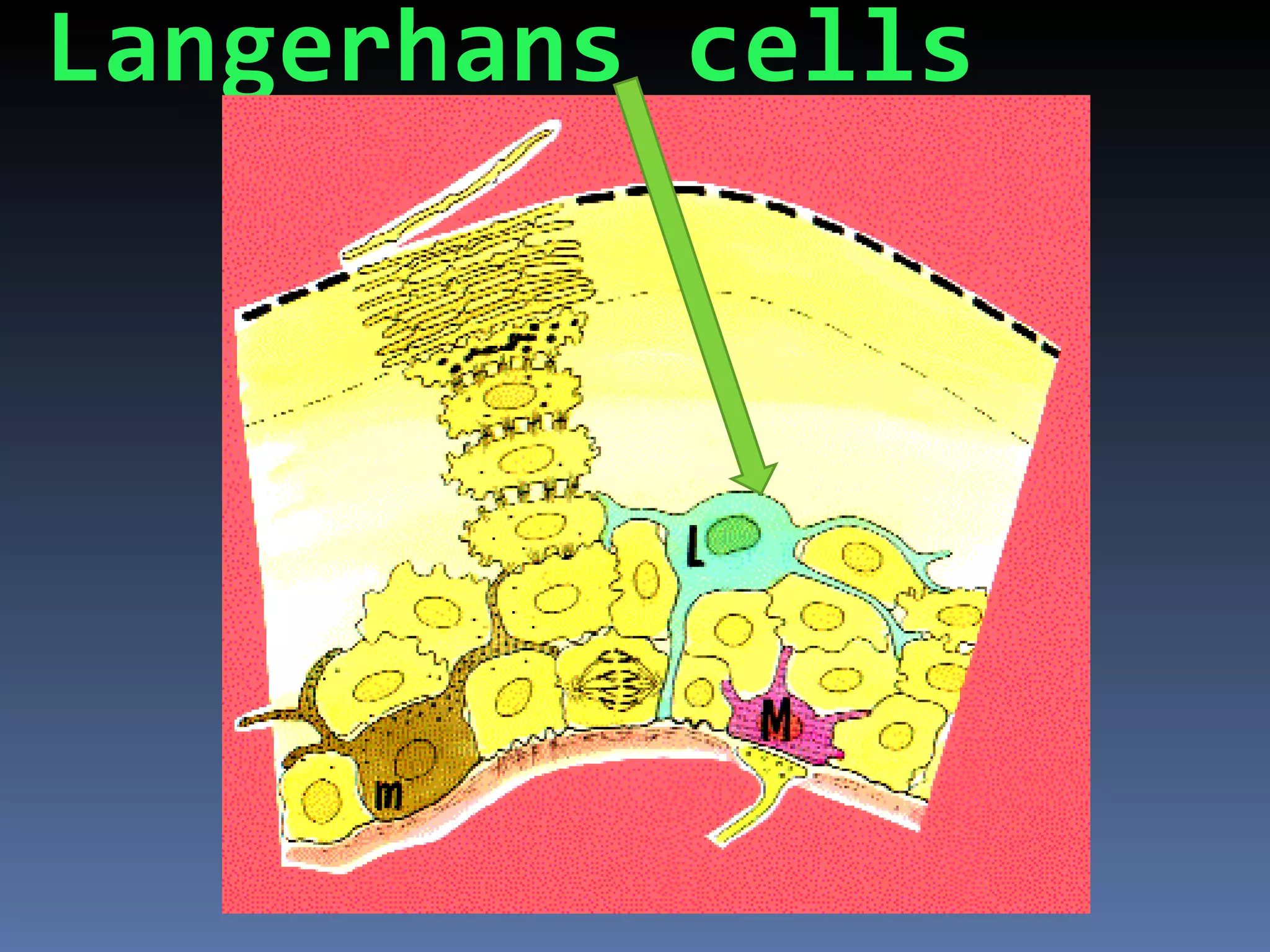 Langerhans cells
 