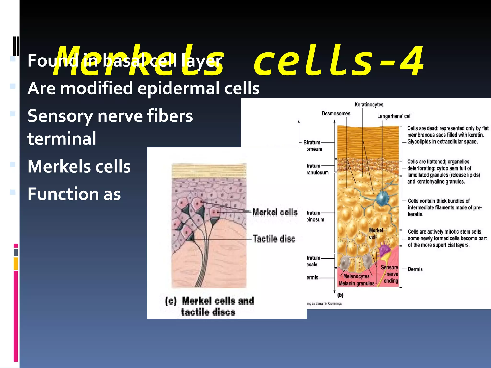 Merkels cells-4
 Found in basal cell layer
 Are modified epidermal cells
 Sensory nerve fibers                  form
  terminal                           disk under
 Merkels cells
 Function as                        touch
                         receptors
 