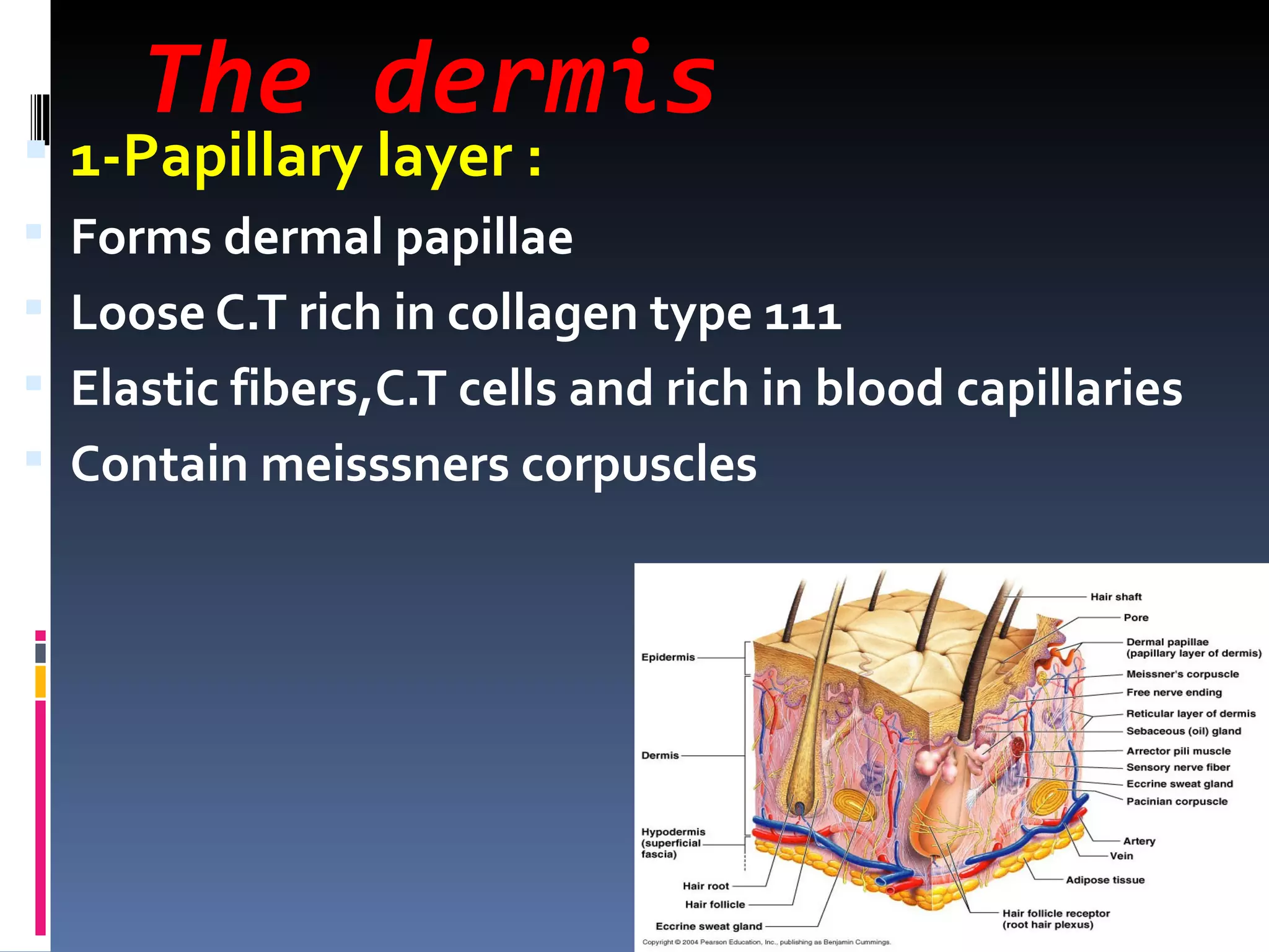 The dermis
 1-Papillary layer :
 Forms dermal papillae
 Loose C.T rich in collagen type 111
 Elastic fibers,C.T cells and rich in blood capillaries
 Contain meisssners corpuscles
 