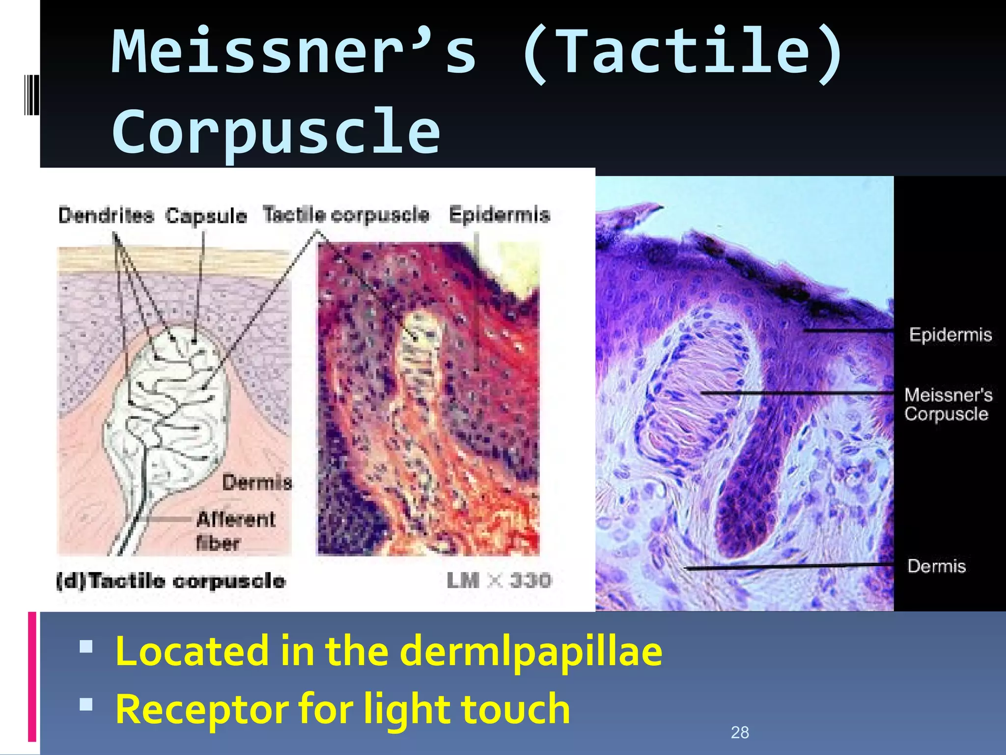 Meissner‘s )Tactile(
 Corpuscle




 Located in the dermlpapillae
 Receptor for light touch       28
 