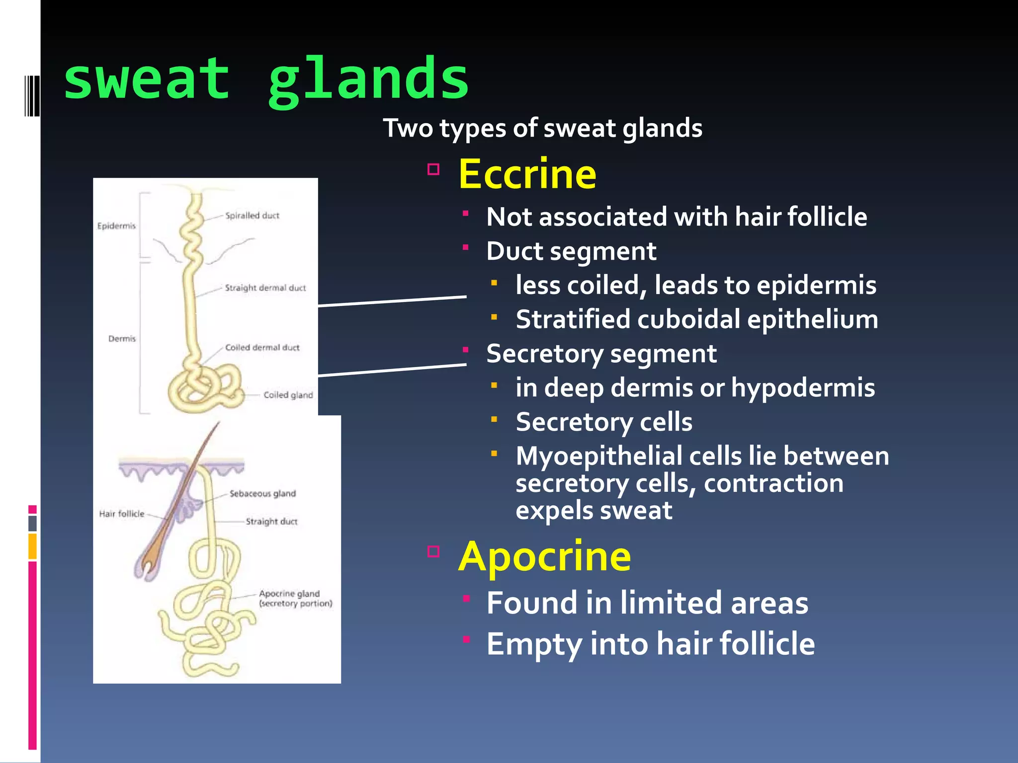 sweat glands
         Two types of sweat glands
             Eccrine
                Not associated with hair follicle
                Duct segment
                  less coiled, leads to epidermis
                  Stratified cuboidal epithelium
                Secretory segment
                  in deep dermis or hypodermis
                  Secretory cells
                  Myoepithelial cells lie between
                   secretory cells, contraction
                   expels sweat
             Apocrine
                Found in limited areas
                Empty into hair follicle
 