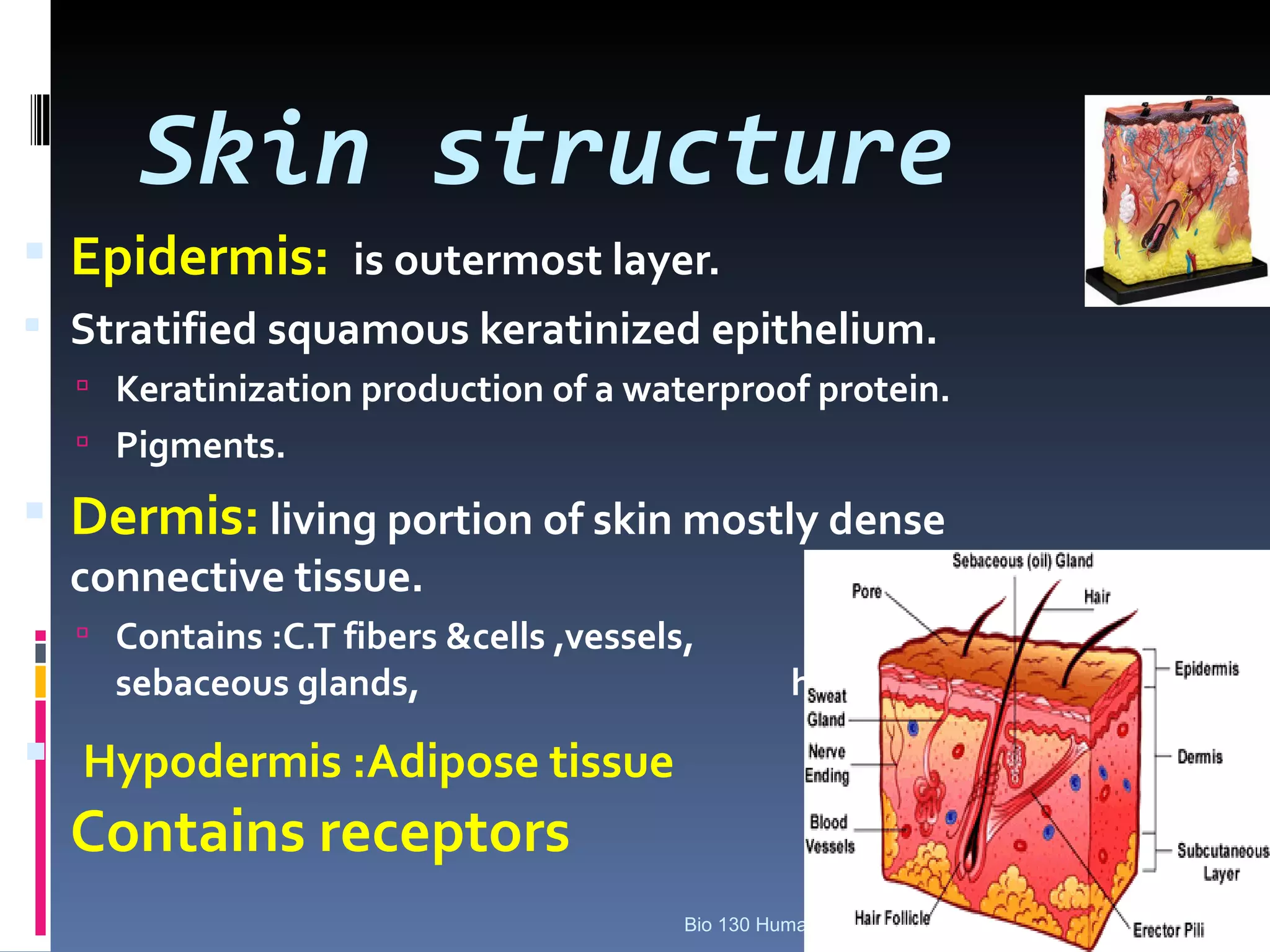 Skin structure
 Epidermis: is outermost layer.
 Stratified squamous keratinized epithelium.
   Keratinization production of a waterproof protein.
   Pigments.

 Dermis: living portion of skin mostly dense
  connective tissue.
   Contains :C.T fibers &cells ,vessels,                       sweat glands,
    sebaceous glands,                              hairs.
 Hypodermis :Adipose tissue
  Contains receptors
                                        Bio 130 Human Biology
 