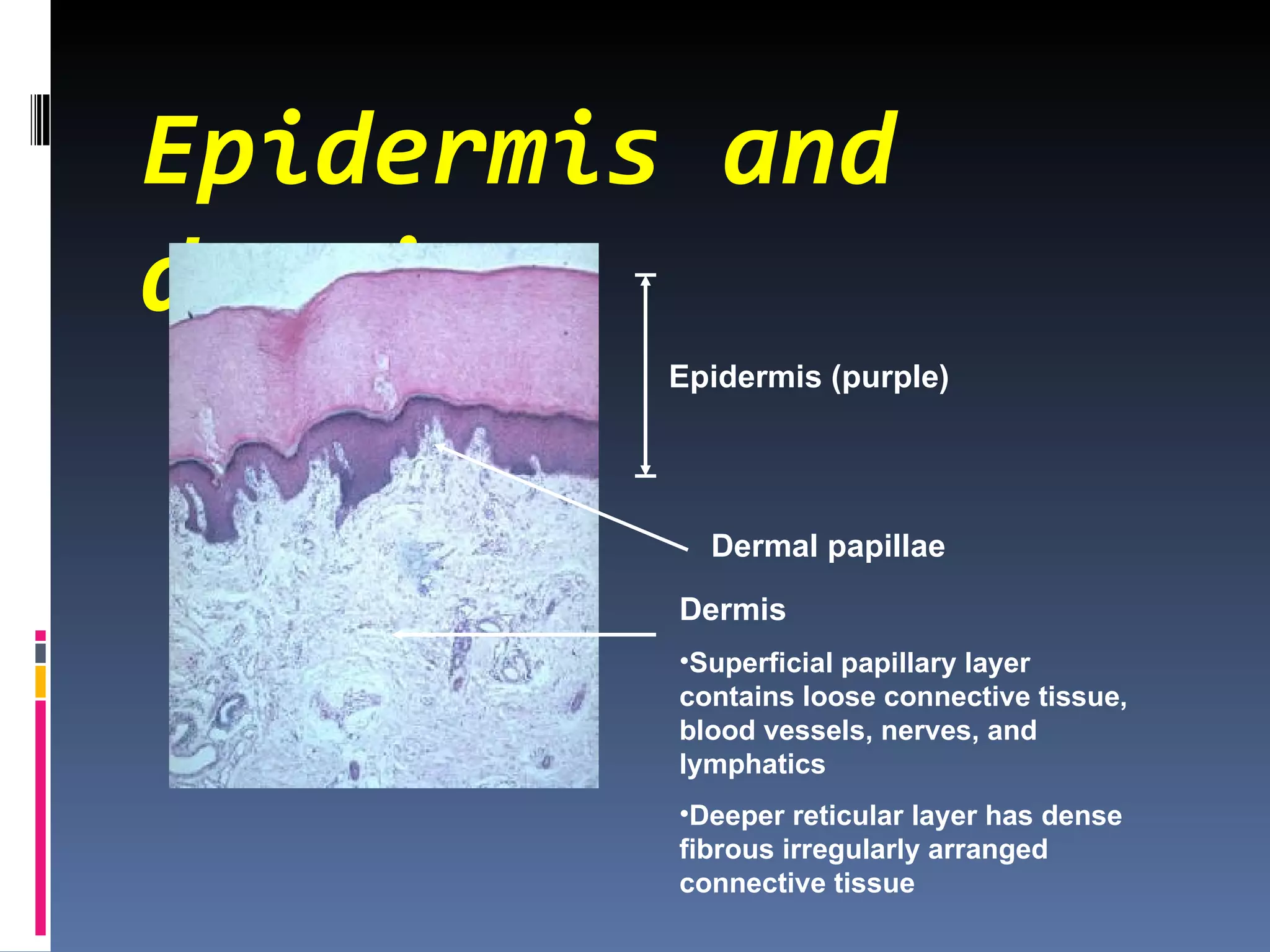 Epidermis and
dermis
         Epidermis (purple)




           Dermal papillae

         Dermis
         •Superficial papillary layer
         contains loose connective tissue,
         blood vessels, nerves, and
         lymphatics
         •Deeper reticular layer has dense
         fibrous irregularly arranged
         connective tissue
 
