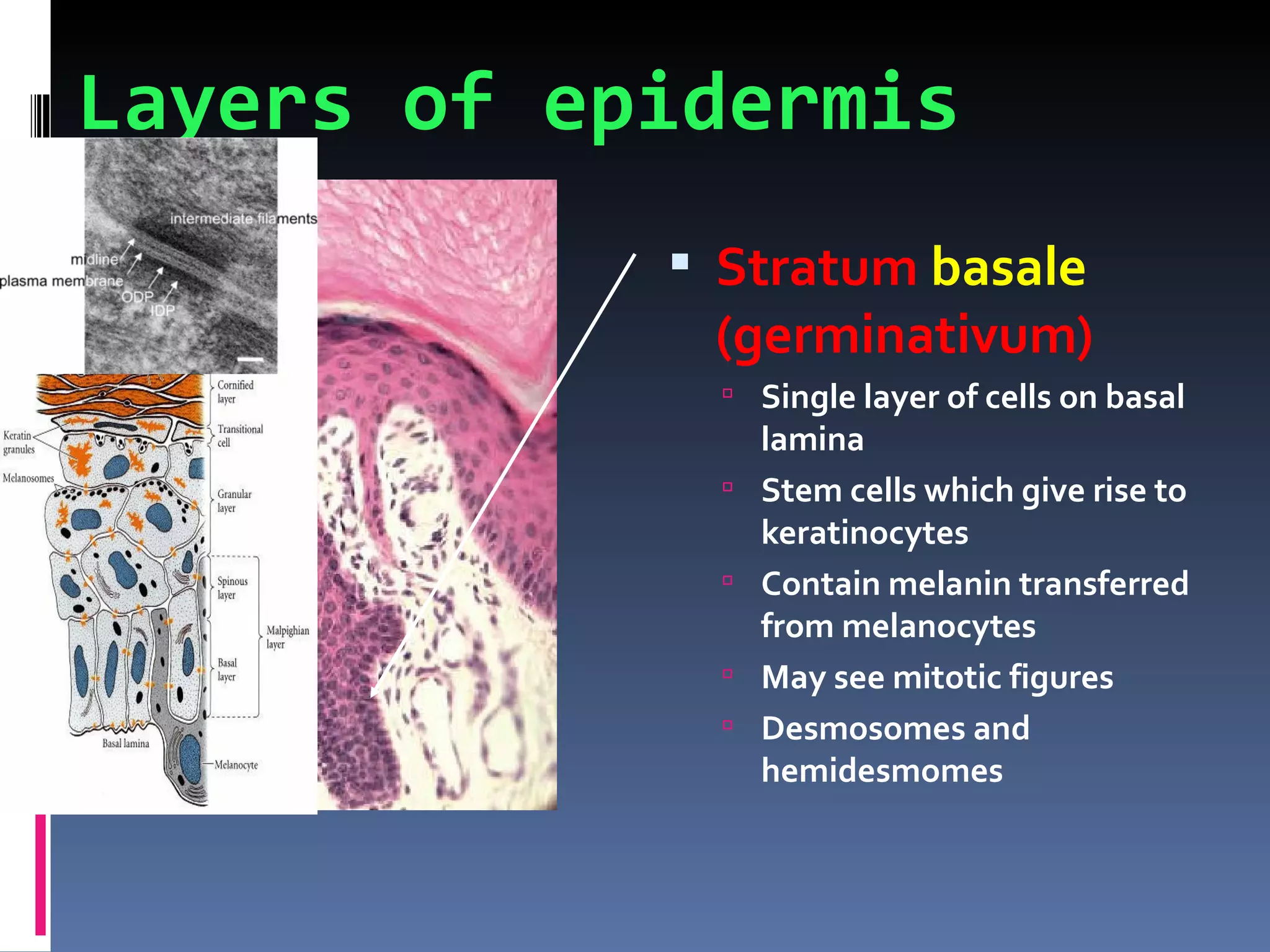 Layers of epidermis
             Stratum basale
             (germinativum)
               Single layer of cells on basal
                  lamina
                 Stem cells which give rise to
                  keratinocytes
                 Contain melanin transferred
                  from melanocytes
                 May see mitotic figures
                 Desmosomes and
                  hemidesmomes
 