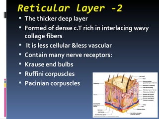 Skins Reticular Example Histology (Skin) - Part 1 | PPT