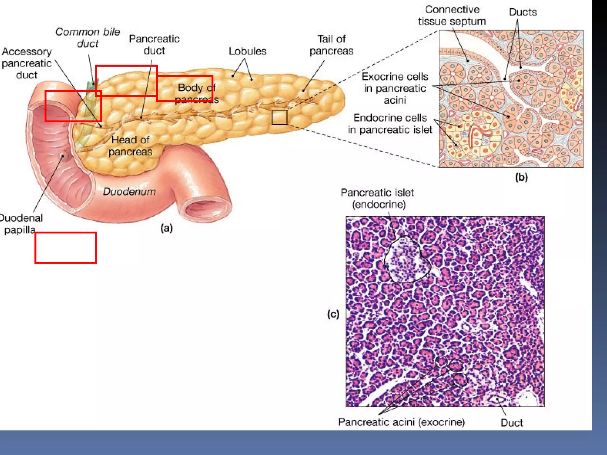 The Pancreas
 