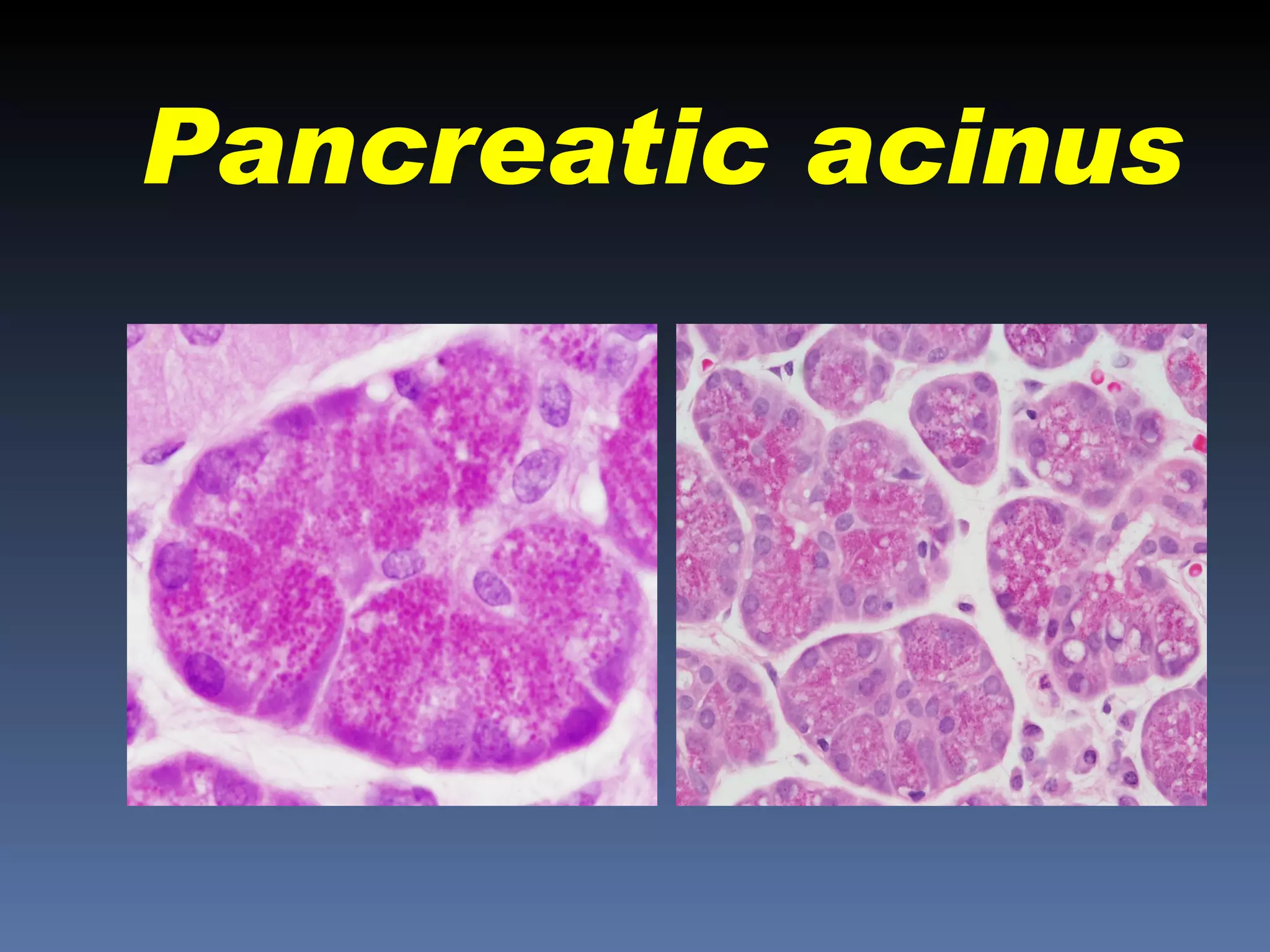 Pancreatic acinus
 